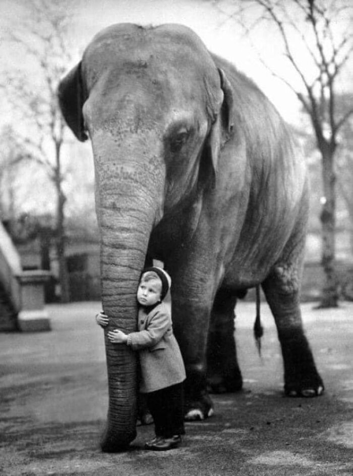 15. A boy makes a friend at the London Zoo, 1958