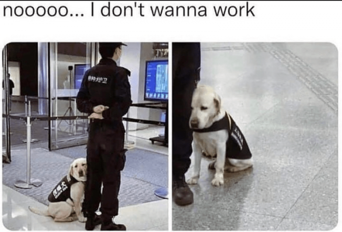 20. I feel you doggo, I feel you.