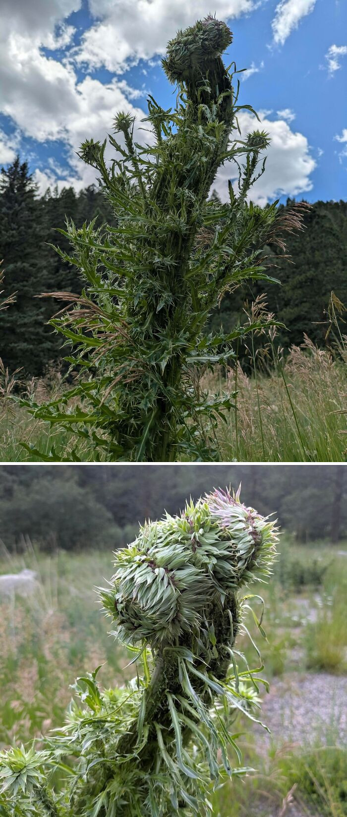"Behold! This Beastly Fasciated Thistle I Saw On A Hike"