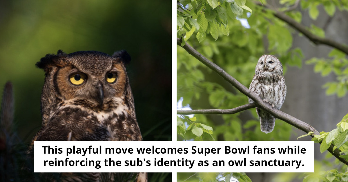 The Super Bowl takes on a new significance on social media, making it ideal for those who aren't fans of the NFL.