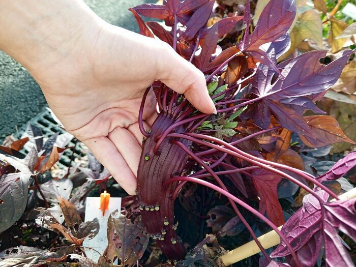 "My First Fasciation! (Sweet Potato)"
