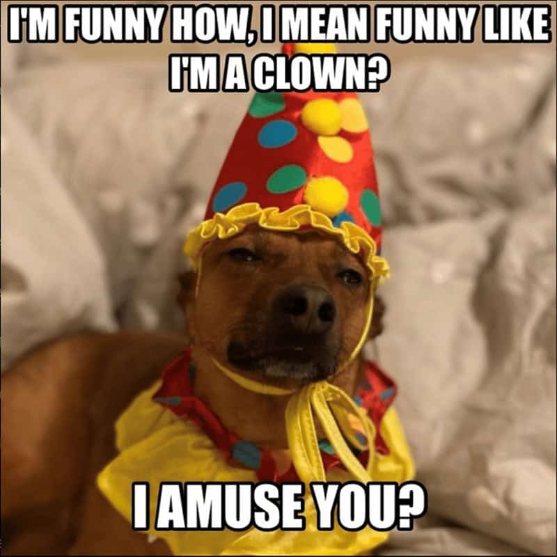 5. And bring joy into our lives as a bonus.