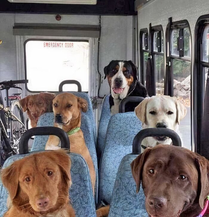 "There's A Dog School In Canada So They Don't Stay Home Alone. This Is A Picture Taken On The Way To School"