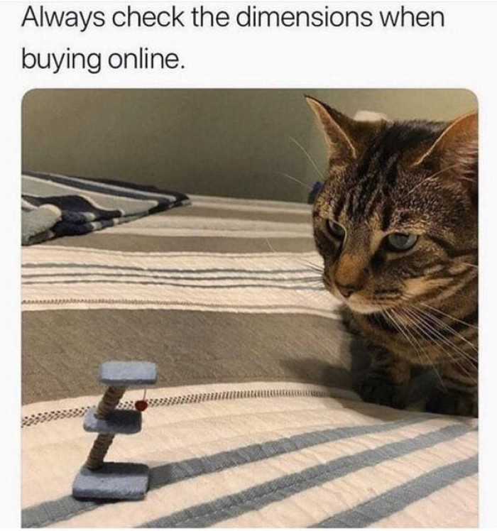 4. The cat doesn't look that impressed with that tree.