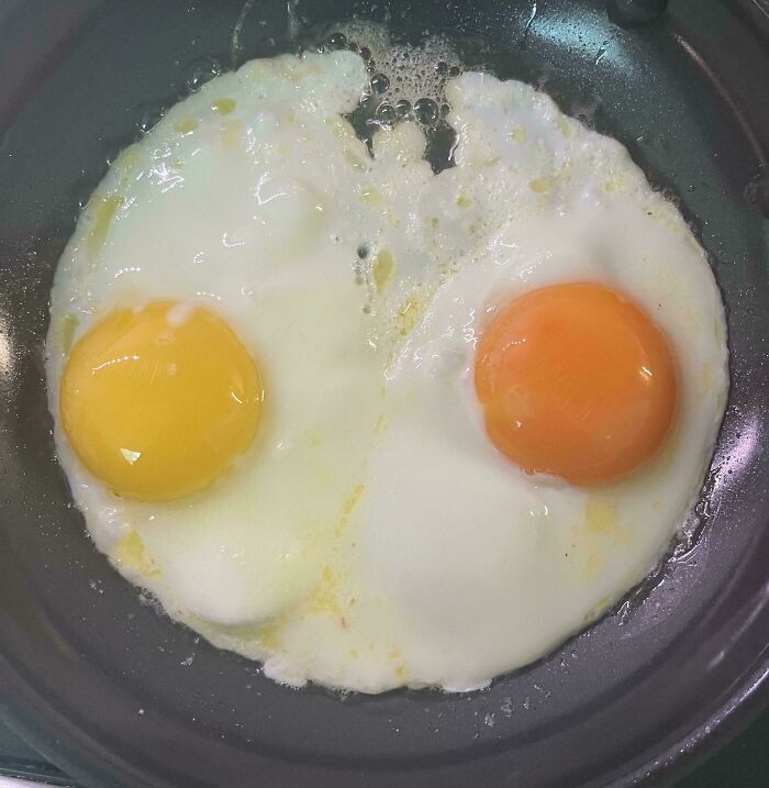 "Our Chicken Eggs Before And After Free Ranging"