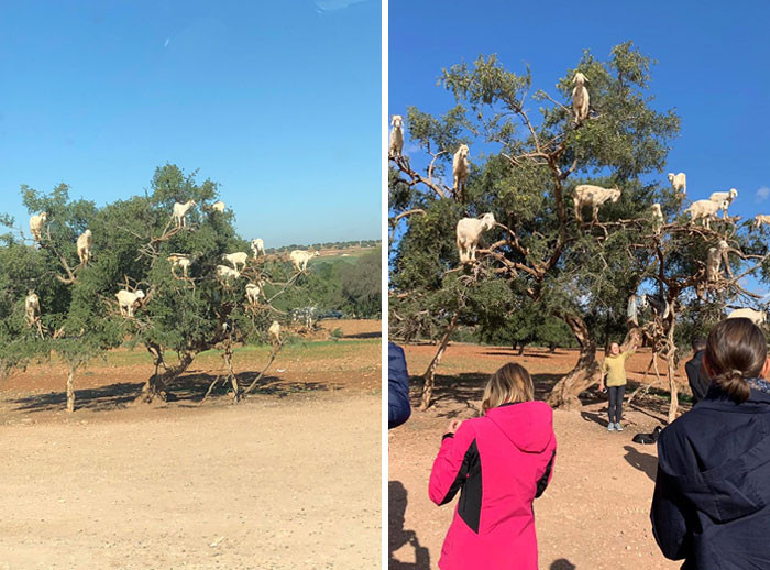 8. In Morocco, there exists a tree that's home to a rather peculiar sight - actual goats perched upon its branches.