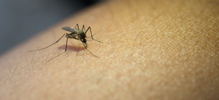 The Mosquito: The Deadliest Animal by a Landslide
