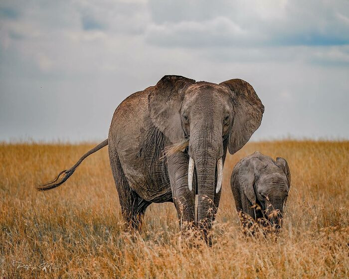 Mother African Elephant With Her Calf