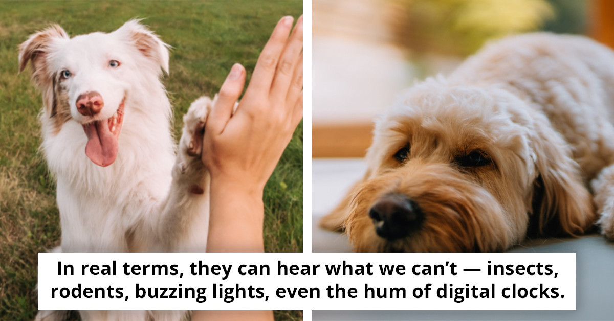 Discover the Eye-Opening Perspective of Dogs: Simulation Reveals Their View and Perception, Leaving Viewers Amazed