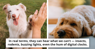 Discover the Eye-Opening Perspective of Dogs: Simulation Reveals Their View and Perception, Leaving Viewers Amazed