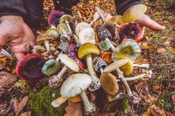 Warning poster about dangers of foraging wild mushrooms after poisonings