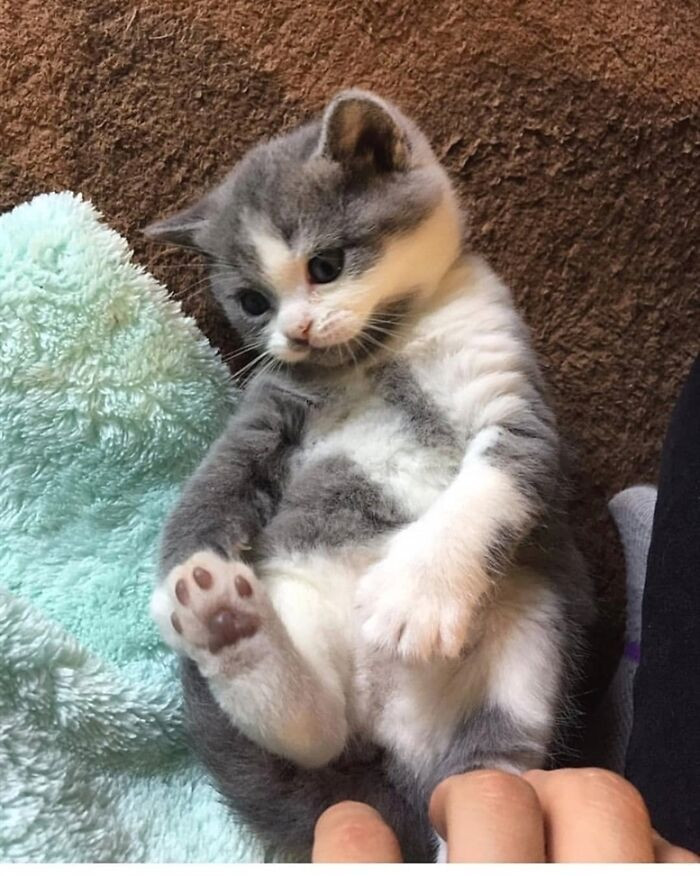 "Warning: You Have Activated The Tiny Toe Beanz"