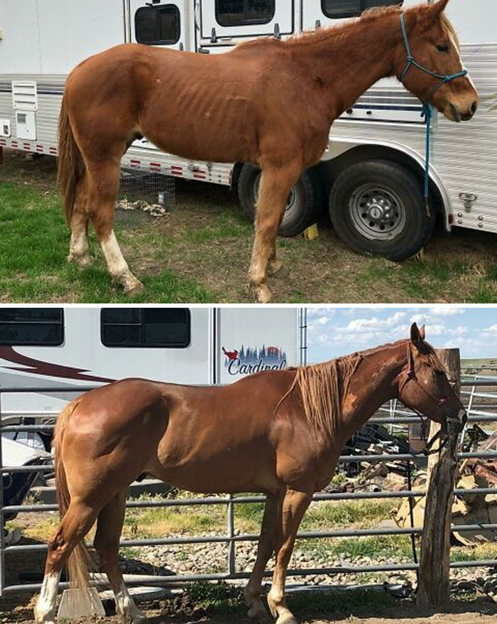 "I Was Told This Group Will Love Fergus. These Pictures Were Taken 3.5 Months Apart. The Top Is The Day I Got Him, The Bottom Is Now"
