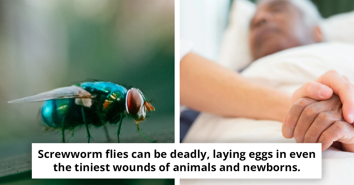 US Confirms First Human Screwworm Case Linked to Travel