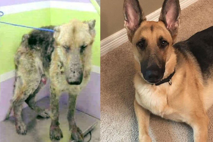 "Before And After Adoption. This Is Hansel Now. He's A Happy, Trouble Making Boy Who No Longer Has To Deal With Disgusting And Horrible Owners"