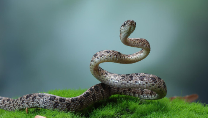 3. Snakes: ~100,000