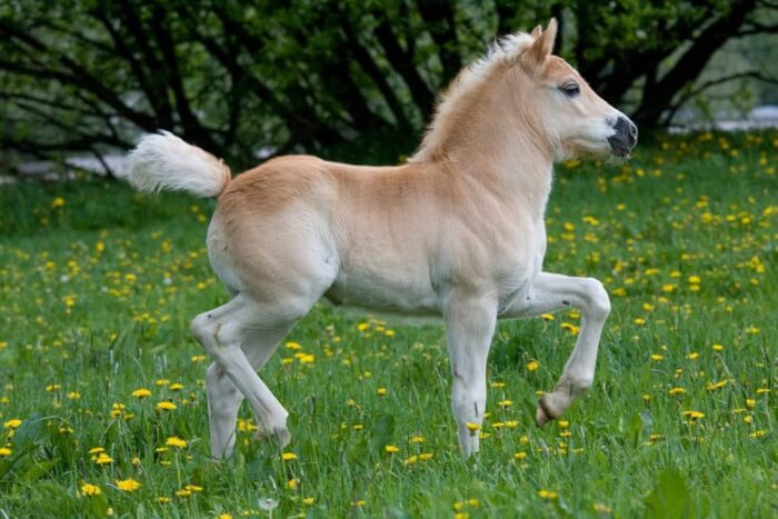 12. A pony is not a baby horse