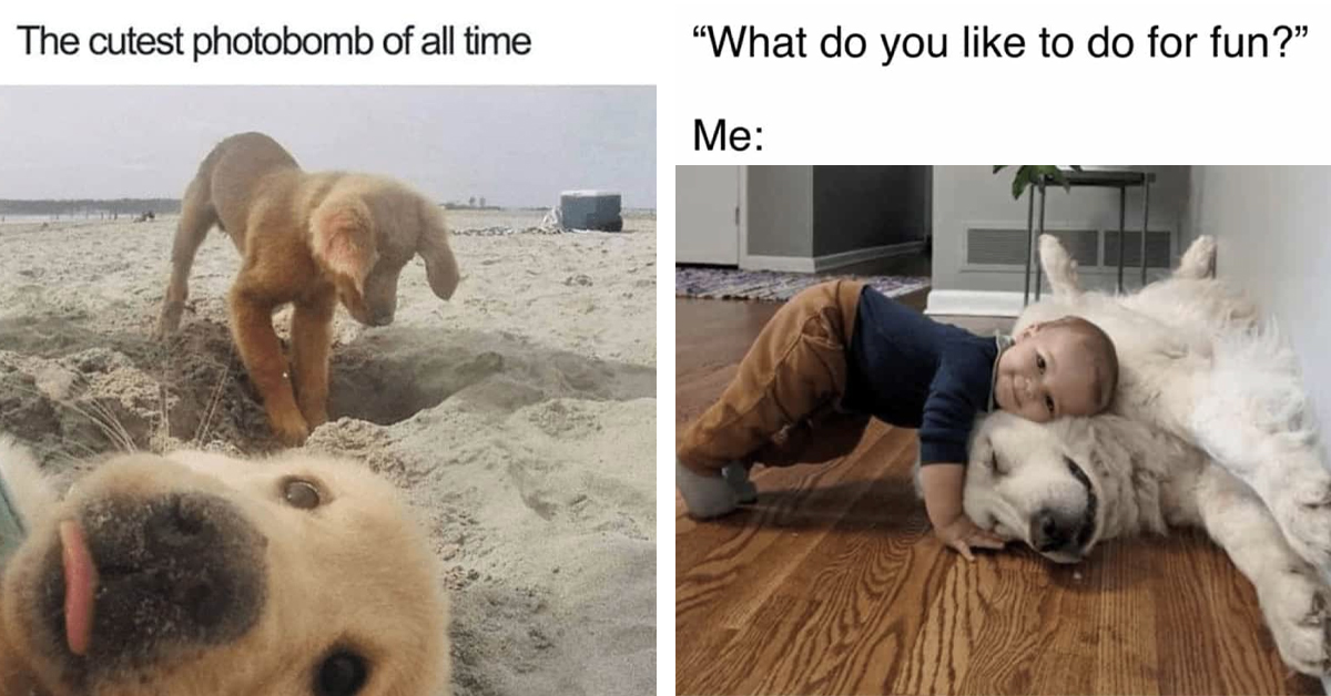 25 Hilarious Dog Memes That'll Fetch Your Smile Back on a Ruff Day