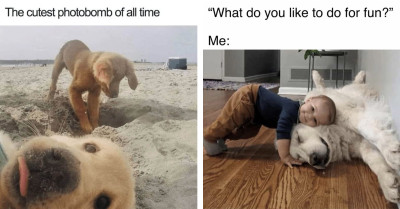 25 Hilarious Dog Memes That'll Fetch Your Smile Back on a Ruff Day