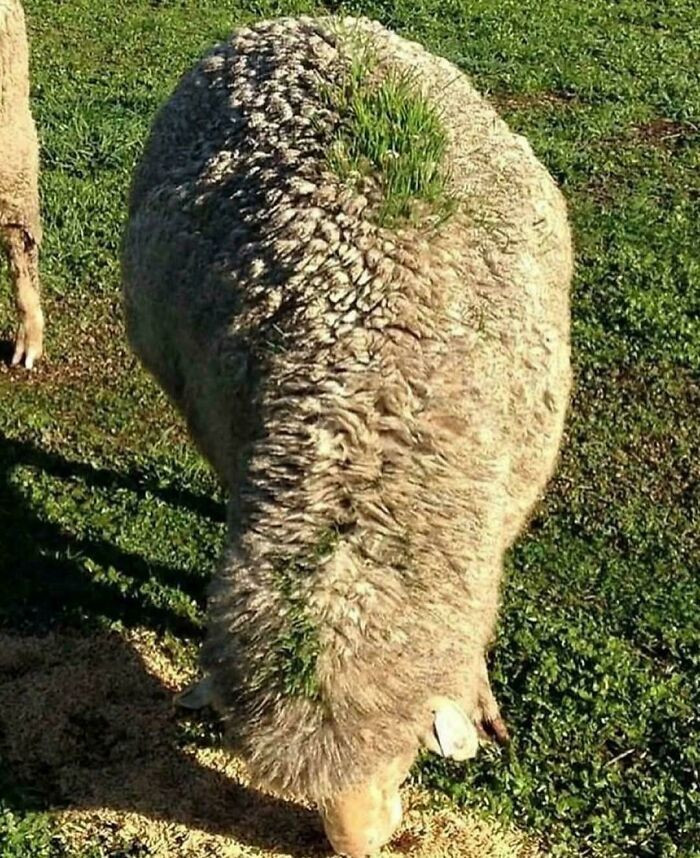 "This Sheep Walked Under A Gravity-Fed Grain Feeder Right Before It Rained"