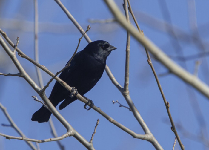 5. Crows and Ravens