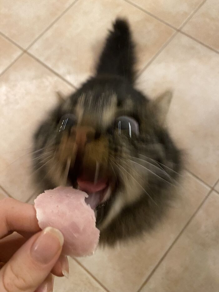 30. It May Be a Blurry Photo, but We Can See the Joy in Its Eyes