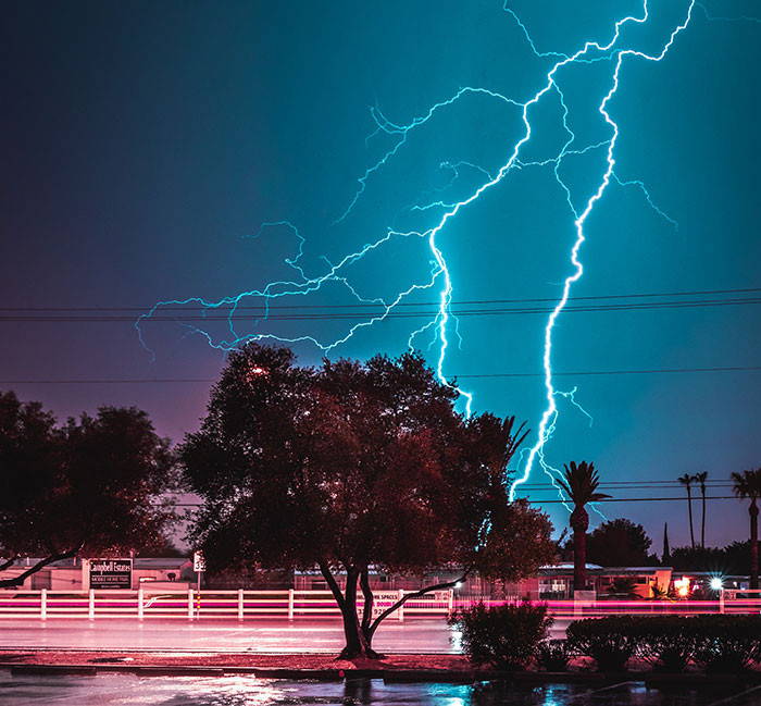 Oak trees are the ones most frequently struck by lightning!