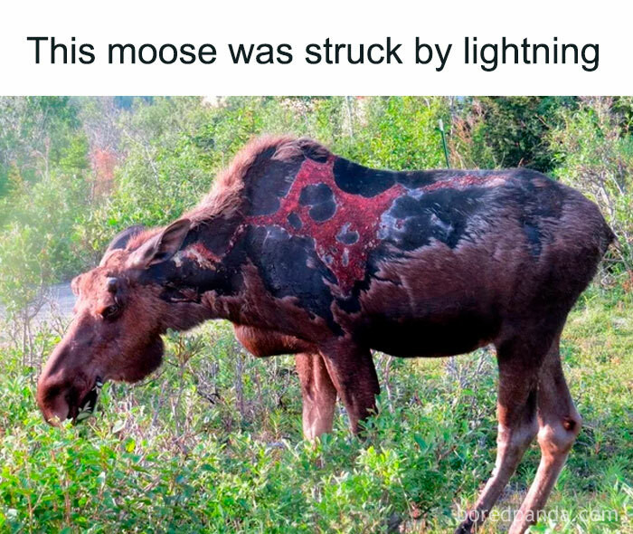 "Thunder Moose In His Fist Form"