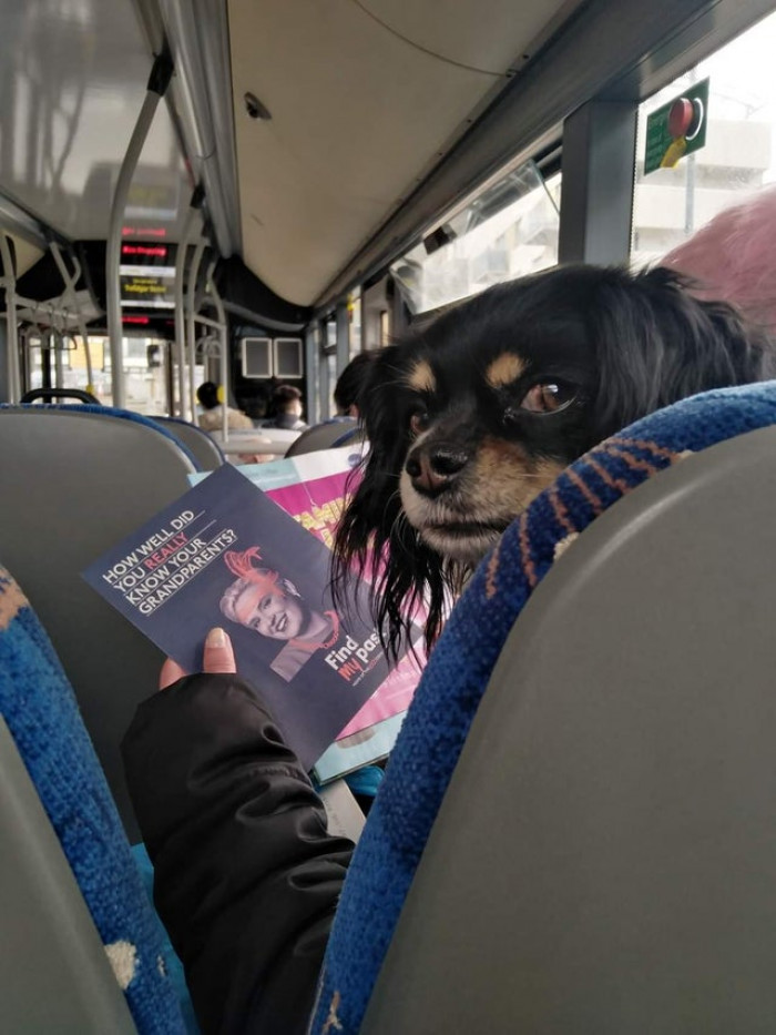 32. Dog reading a pamphlet on the bus