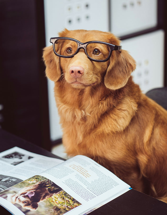 Dogs could evolve alongside humans as our need for companionship increases.