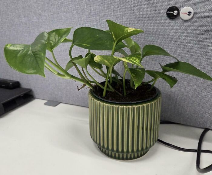 "At The Age Of 33, I Bought My First Ever Plant"