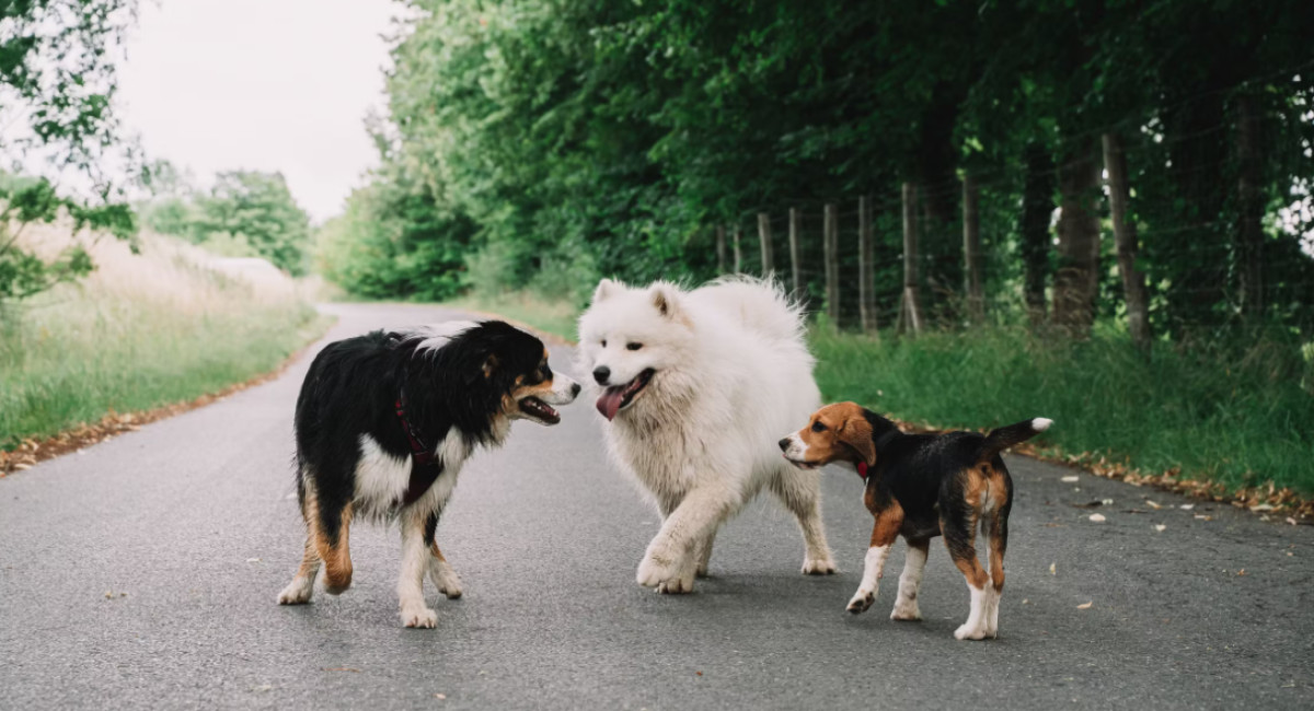 Fun Facts About Dogs: 20 That Sound Fake but Are Completely Real