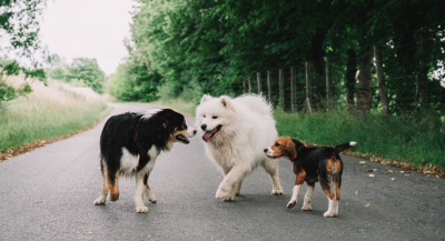 Fun Facts About Dogs: 20 That Sound Fake but Are Completely Real