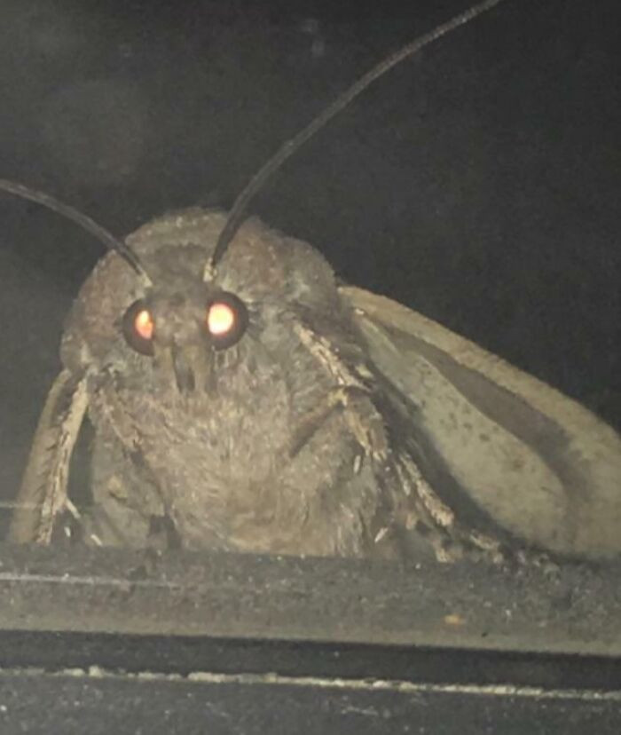 Close Up Of Moth Outside My Window