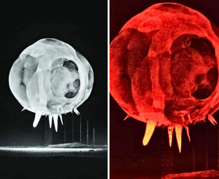 "Behold! You're Looking at a Nuclear Explosion 0.001 Seconds After the Explosion. Its Core Can Reach Temperatures Over 20 Million Degrees Celsius"