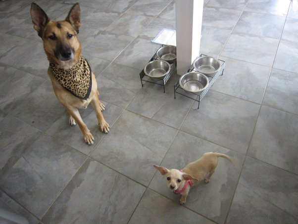 “NO, GSDs in general love other dogs, especially little ones.”