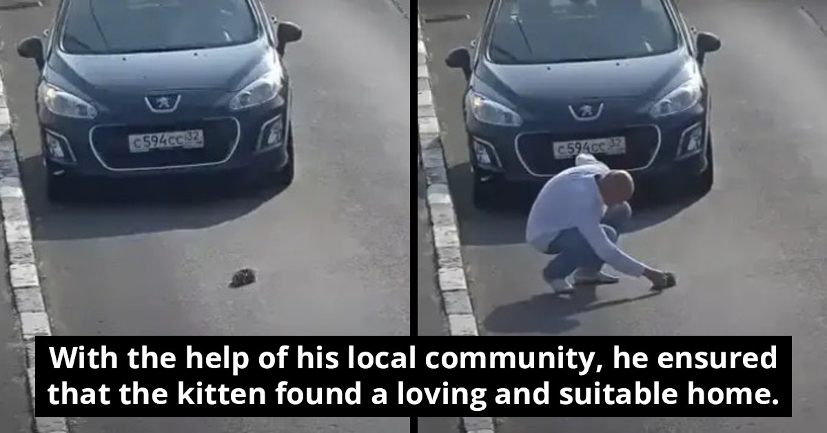 Man Stops Traffic To Rescue Helpless Kitten From Busy Road While Camera Records Everything