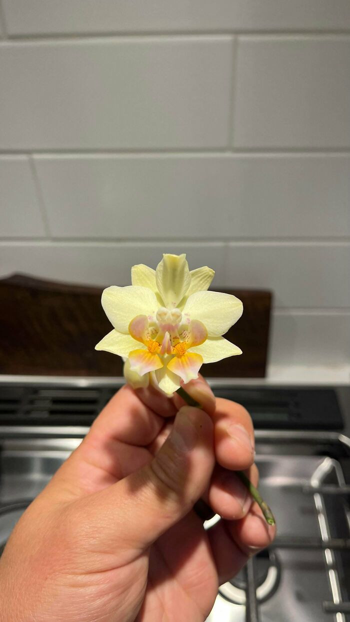 "Orchid Genetic Mutation"