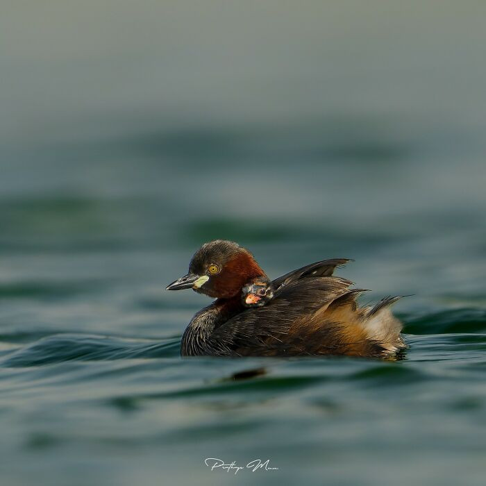 Little Grebe With Her Offspring