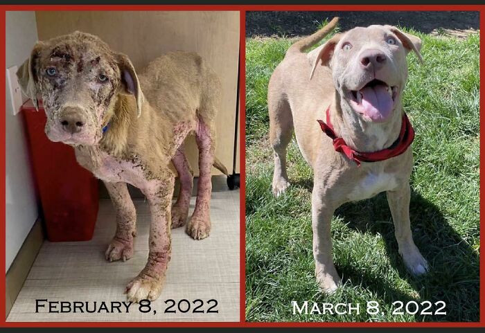 "The Difference One Month Has Had On Hank’s Transformation Is Almost Unbelievable. Such A Trooper He Has Been"