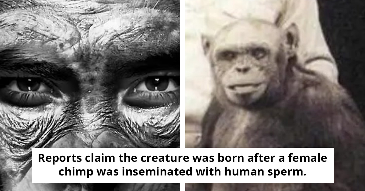 Scientist Reveals That Researchers Secretly Created a Human-Chimp Hybrid Before Killing It Due to Ethical Concerns
