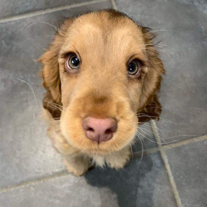 Winnie, the cocker spaniel, swiftly captivated online audiences with her irresistible charm and striking appearance.