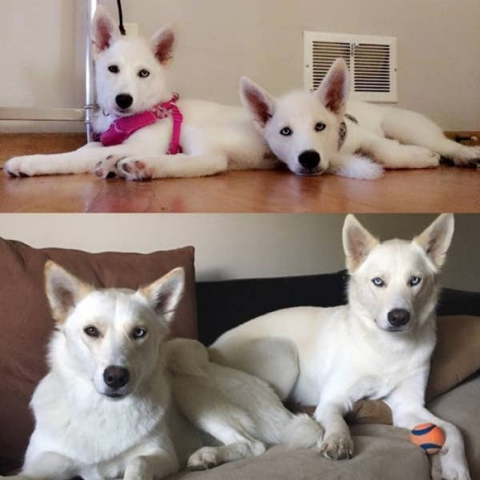23. Double the pupper, double the fun.