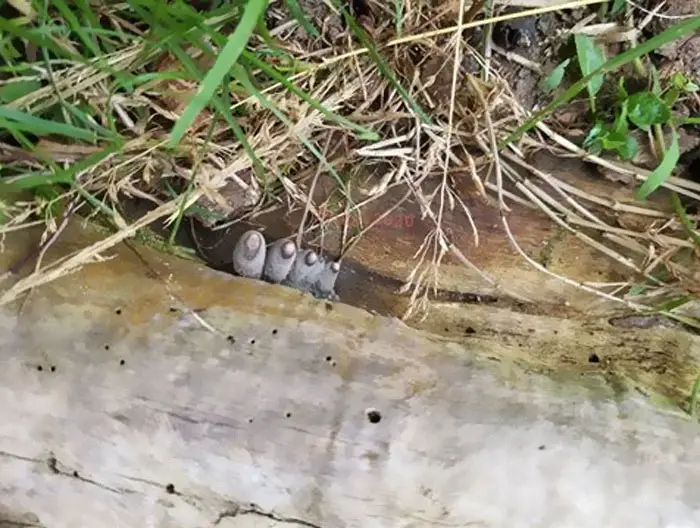 Dead Man's Fingers (Xylaria polymorpha) are peculiar fungi that look like swollen, darkened fingers reaching skyward.