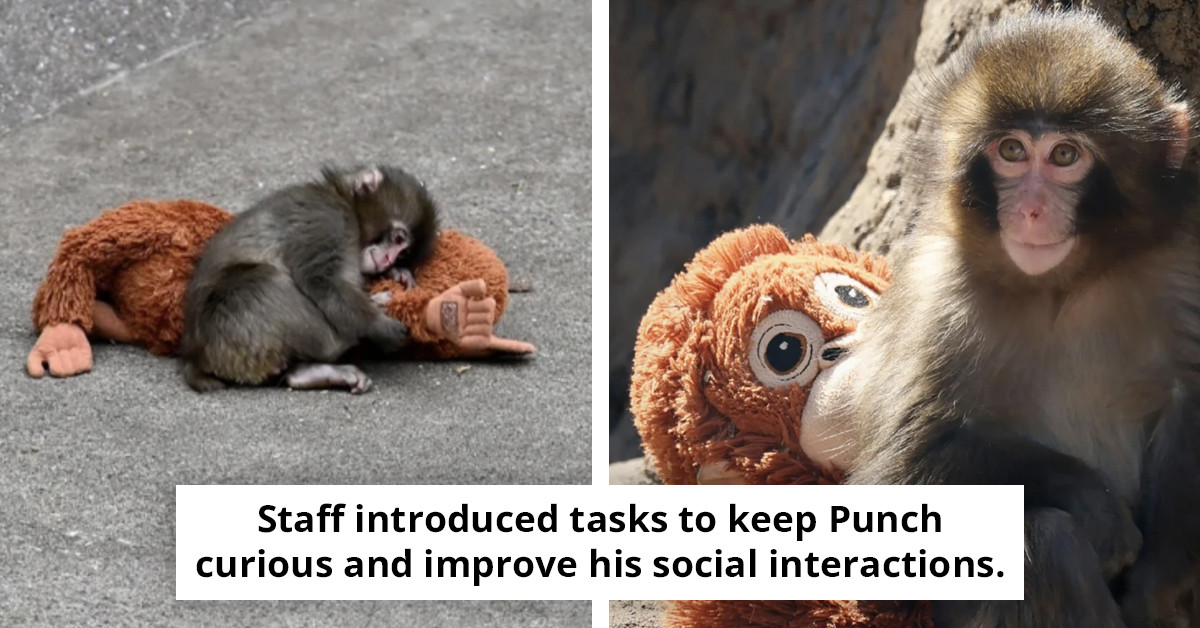 Zookeepers at Punch the Monkey provide 'bullying' update following visitor safety concerns