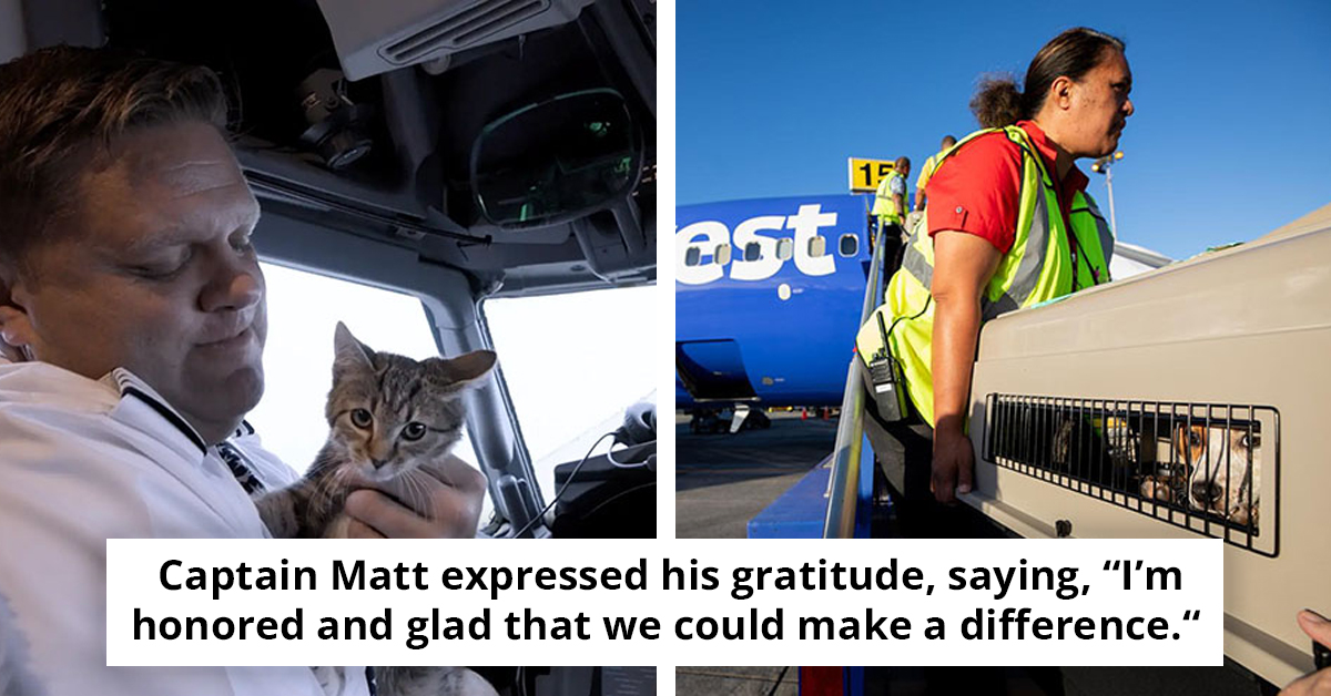 Pilot Adopts Stray Cat Mid-Flight During Hurricane Evacuation