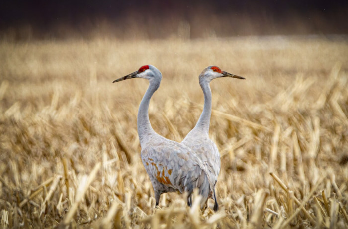 9. Whooping Cranes