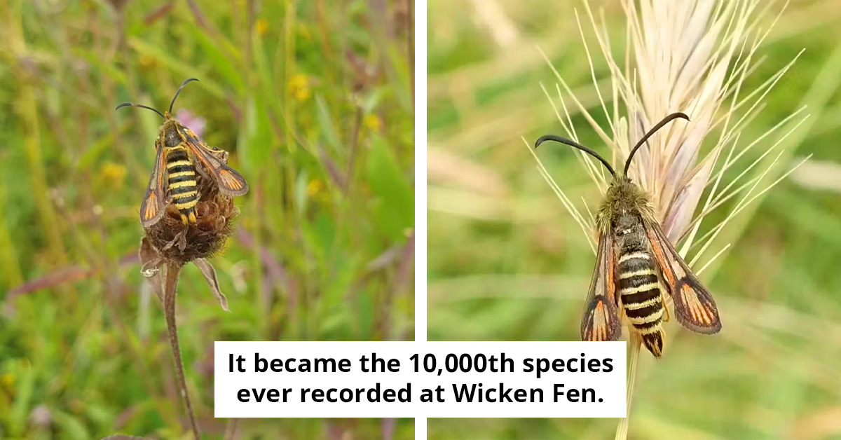 A Rare “Wasp-Like” Moth Just Became the 10,000th Species at This UK Nature Reserve