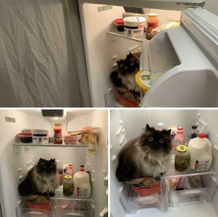 2. Noodle Is #1 Fridge Detective