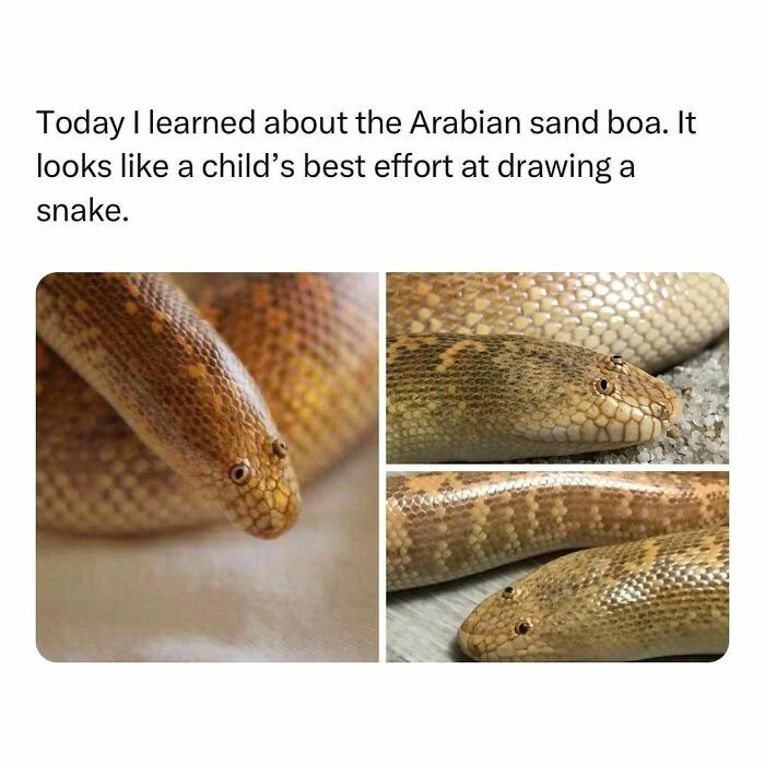 35. Arabian sand boa